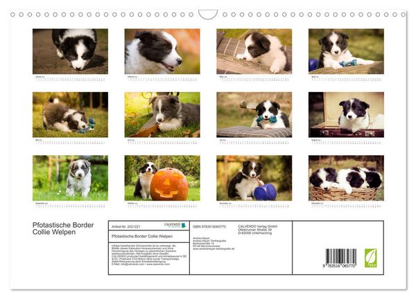 Produktbild: Pfotastische Border Collie Welpen (Wandkalender 2026 DIN A3 quer), CALVENDO Monatskalender