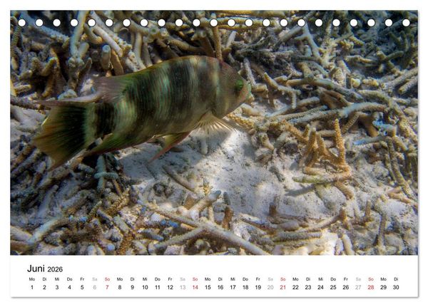 Produktbild: Unterwasserwelt der Malediven III (Tischkalender 2026 DIN A5 quer), CALVENDO Monatskalender