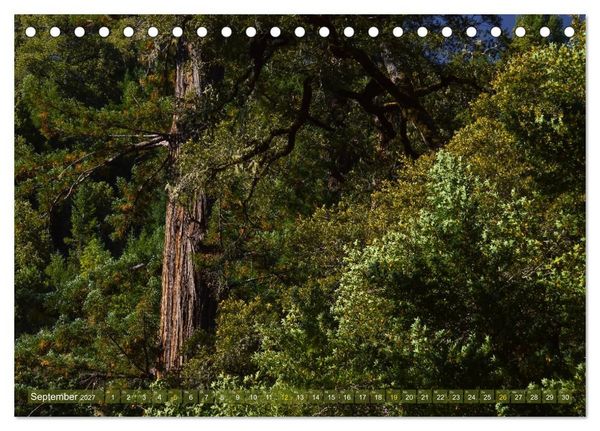 Produktbild: Spaziergang im Wald (Tischkalender 2027 DIN A5 quer), CALVENDO Monatskalender
