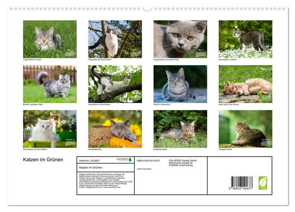 Produktbild: Katzen im Gr&uuml;nen (hochwertiger Premium Wandkalender 2026 DIN A2 quer), Kunstdruck in Hochglanz