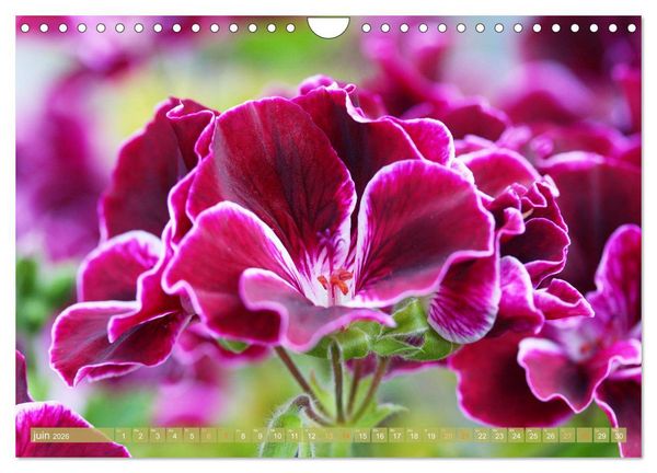 Produktbild: Une f&ecirc;te de fleurs (Calendrier mural 2026 DIN A4 vertical), CALVENDO calendrier mensuel