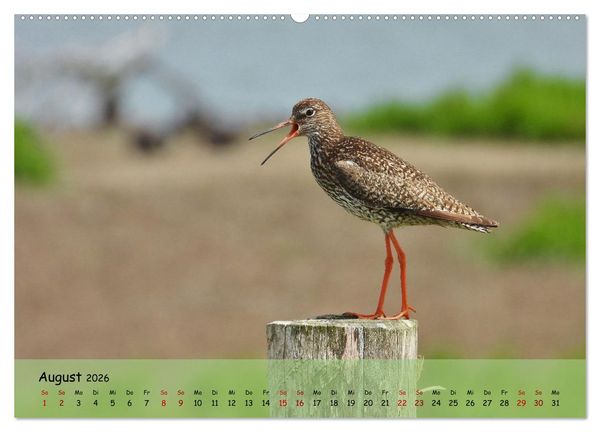 Produktbild: Faszination Zugv&ouml;gel - Rekorde in der Vogelwelt (Wandkalender 2026 DIN A2 quer), CALVENDO Monatskalender