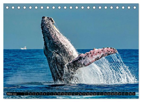 Produktbild: Big Five aus dem Ozean Hai, Delphin, Wal, Robbe, Pinguin (Tischkalender 2026 DIN A5 quer), CALVENDO Monatskalender
