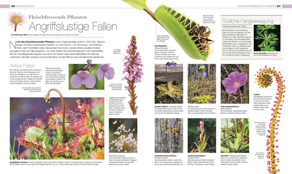 Produktbild: DK Bibliothek. Pflanzen & Pilze