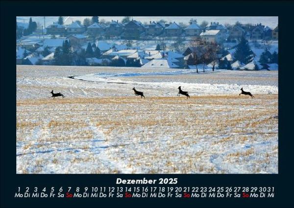 Produktbild: Bilder der Natur 2025 Fotokalender DIN A5