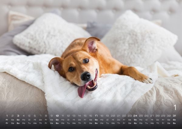 Produktbild: Wuff - Unsere Vierbeiner - Der Hundekalender - 2027 - Kalender DIN A3