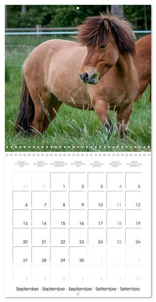 Produktbild: Charming Icelandic Horses (Wall Calendar 2027 12 &times; 12 Inch) CALVENDO 12 Month Wall Calendar
