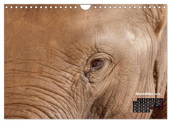 Produktbild: Bedrohte Riesen - Elefanten in Sri Lanka (Wandkalender 2026 DIN A4 quer), CALVENDO Monatskalender