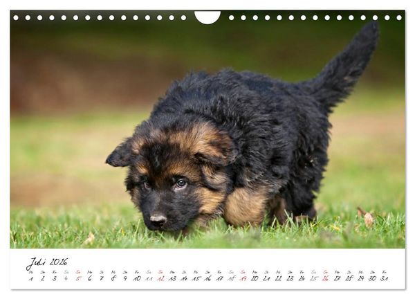 Produktbild: Deutscher Sch&auml;ferhund - Welpen / CH-Version (Wandkalender 2026 DIN A4 quer), CALVENDO Monatskalender