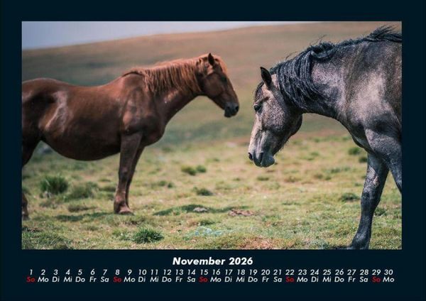 Produktbild: Pferdetraum 2026 Fotokalender DIN A4