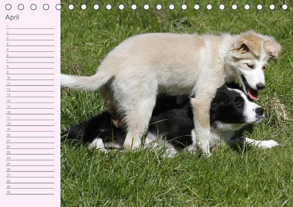 Produktbild: Border Collie-Welpen Geburtstagskalender (Tischkalender immerw&auml;hrend DIN A5 quer)