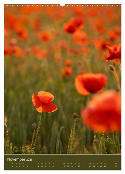 Produktbild: Mohnblumen - kraftvoll und zart (Wandkalender 2026 DIN A2 hoch), CALVENDO Monatskalender
