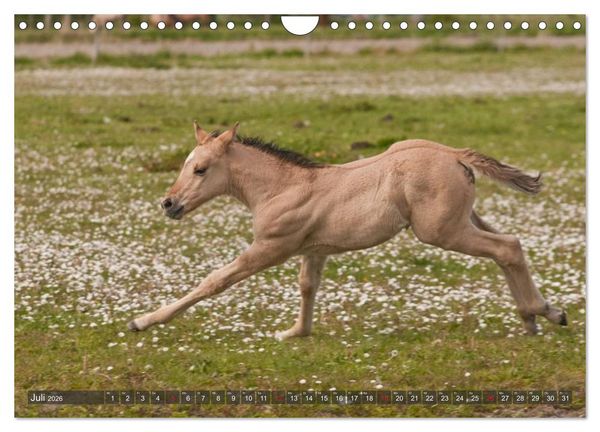 Produktbild: Fohlen - Lustige Pferdekinder (Wandkalender 2026 DIN A4 quer), CALVENDO Monatskalender