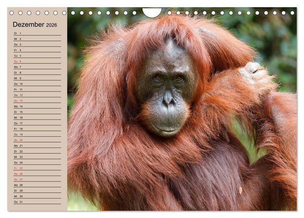 Produktbild: Orang-Utans (Wandkalender 2026 DIN A4 quer), CALVENDO Monatskalender
