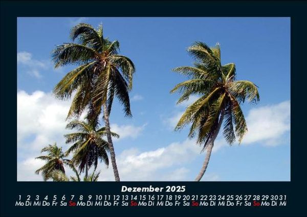 Produktbild: Palmentraum 2025 Fotokalender DIN A5