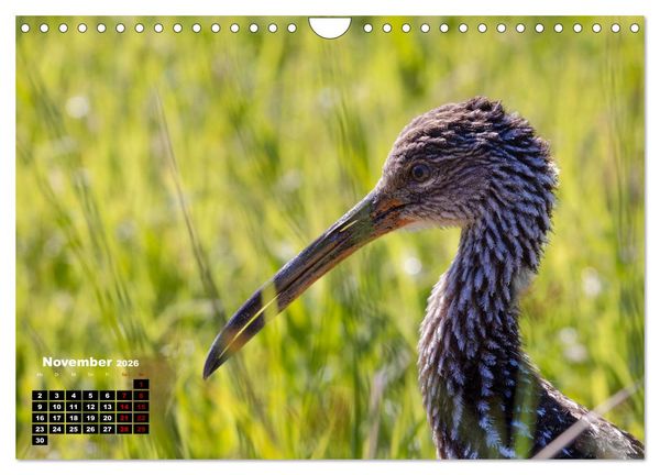 Produktbild: Floridas wunderbare Vogelwelt (Wandkalender 2026 DIN A4 quer), CALVENDO Monatskalender