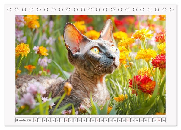 Produktbild: Cornish Rex Katzen. Ein Hauch von Extravaganz mit Locken und Charakter (Tischkalender 2026 DIN A5 quer), CALVENDO Monatskalender