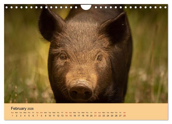 Produktbild: Our farm animals (Wall Calendar 2026 DIN A4 landscape), CALVENDO 12 Month Wall Calendar