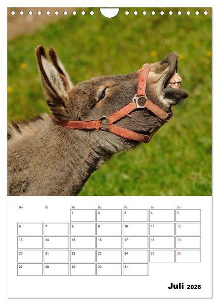 Produktbild: S&uuml;&szlig;e Esel. Langohren zum Verlieben (Wandkalender 2026 DIN A4 hoch), CALVENDO Monatskalender