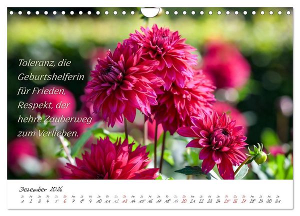 Produktbild: Dahlien Poesie (Wandkalender 2026 DIN A4 quer), CALVENDO Monatskalender