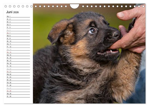Produktbild: Deutscher Sch&auml;ferhund - Welpen (Wandkalender 2026 DIN A4 quer), CALVENDO Monatskalender