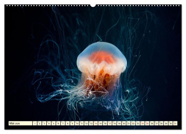 Produktbild: Farbenfrohes Leben im Korallenriff (Wandkalender 2026 DIN A2 quer), CALVENDO Monatskalender