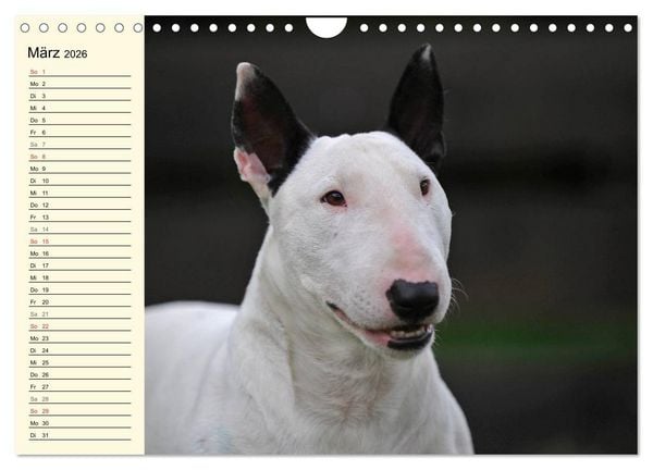 Produktbild: Bullterrier (Wandkalender 2026 DIN A4 quer), CALVENDO Monatskalender