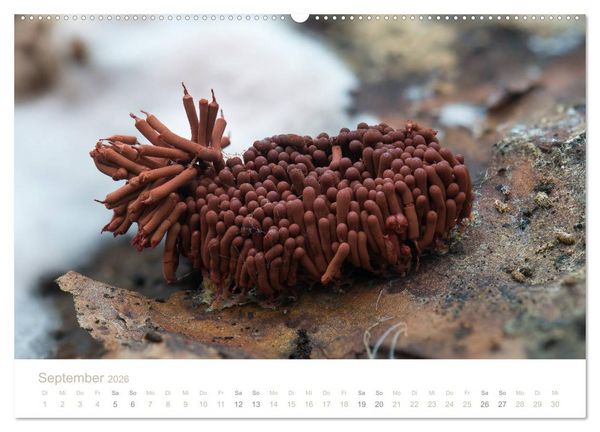 Produktbild: FASZINATION PILZE 2026 (Wandkalender 2026 DIN A2 quer), CALVENDO Monatskalender