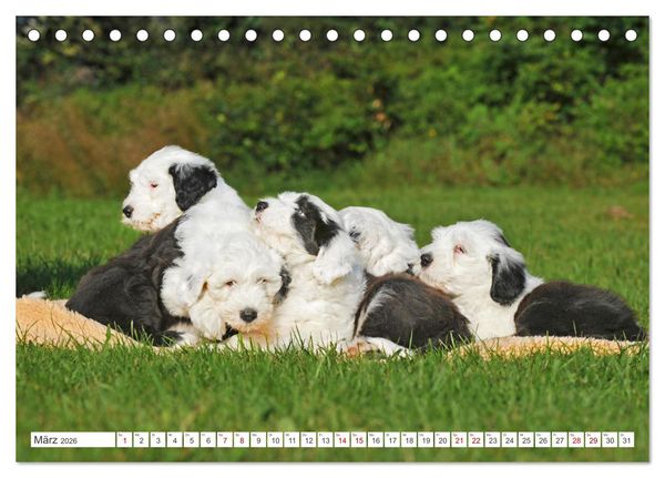 Produktbild: In der Kinderstube bei Familie Bobtail (Tischkalender 2026 DIN A5 quer), CALVENDO Monatskalender