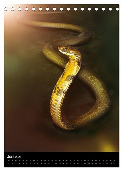 Produktbild: Auge in Auge mit coolen Typen - REPTILIEN (Tischkalender 2026 DIN A5 hoch), CALVENDO Monatskalender