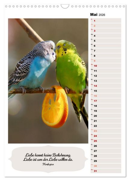 Produktbild: Niedliche Wellensittiche (Wandkalender 2026 DIN A3 hoch), CALVENDO Monatskalender