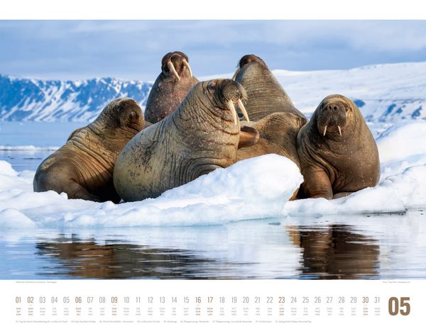 Produktbild: Tierwelt Skandinavien Kalender 2027