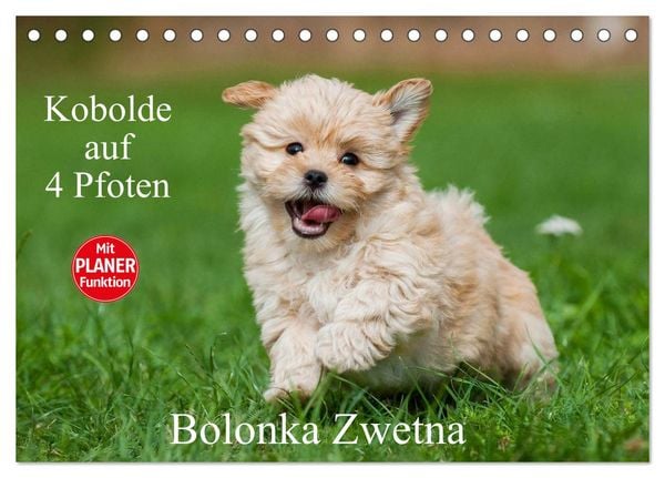 Produktbild: Kobolde auf 4 Pfoten - Bolonka Zwetna (Tischkalender 2026 DIN A5 quer), CALVENDO Monatskalender