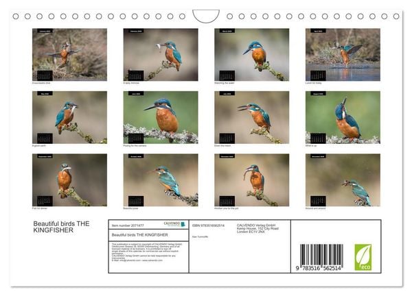 Produktbild: Beautiful birds THE KINGFISHER (Wall Calendar 2026 DIN A4 landscape), CALVENDO 12 Month Wall Calendar