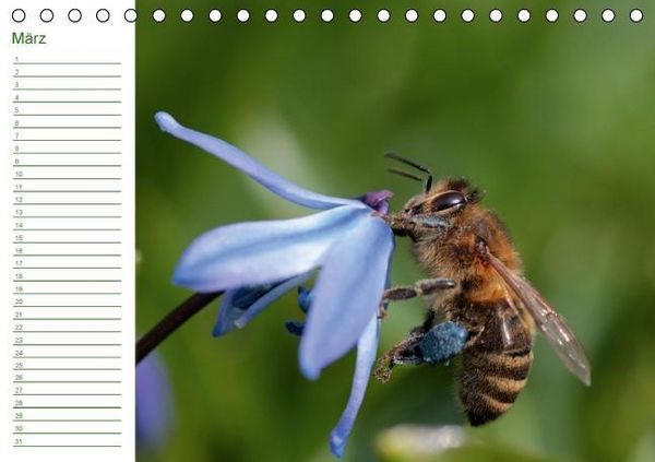 Produktbild: Bienen - Emsige Helfer (Tischkalender immerw&auml;hrend DIN A5 quer)