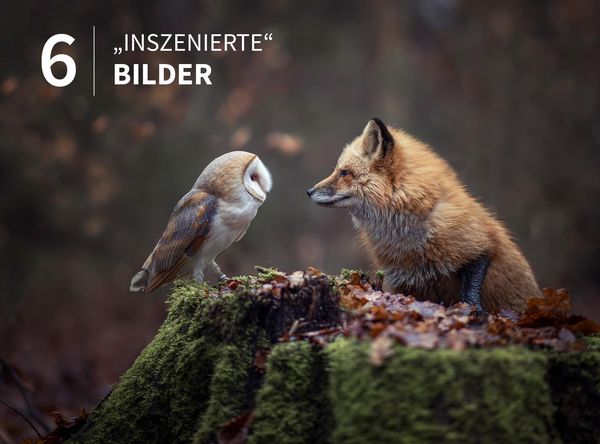 Produktbild: Tierische Momente fotografieren