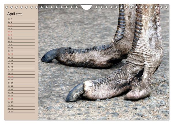 Produktbild: Vogel Strau&szlig;. Imposanter Riese und L&auml;ufer (Wandkalender 2026 DIN A4 quer), CALVENDO Monatskalender