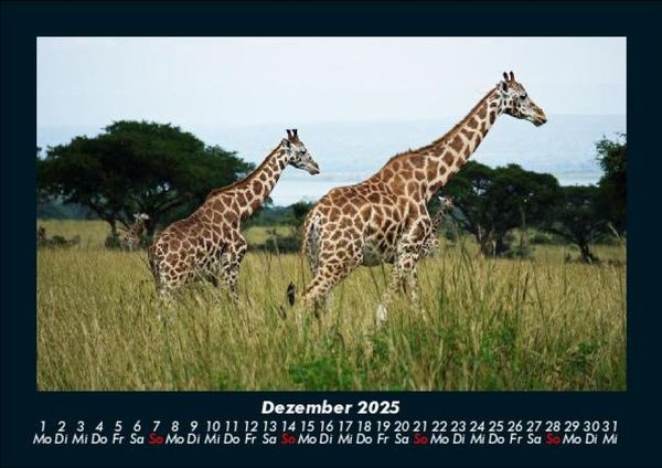 Produktbild: Giraffen 2025 Fotokalender DIN A5
