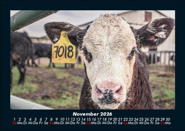 Produktbild: Kuhkalender 2026 Fotokalender DIN A5