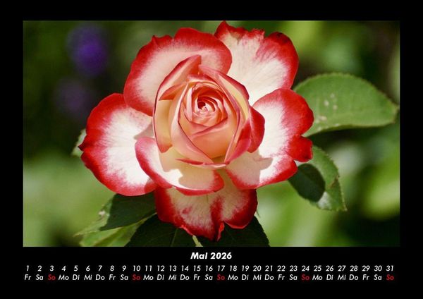 Produktbild: Rosentraum 2026 Fotokalender DIN A3