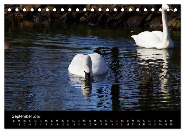 Produktbild: Welt der Tiere (Tischkalender 2026 DIN A5 quer), CALVENDO Monatskalender
