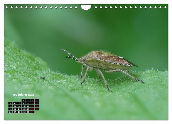 Produktbild: Araign&eacute;es et insectes (Calendrier mural 2026 DIN A4 vertical), CALVENDO calendrier mensuel
