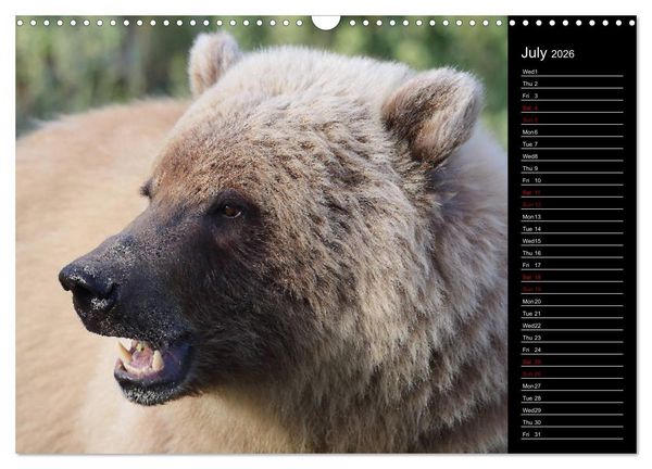 Produktbild: North America's Wildlife (Wall Calendar 2026 DIN A3 landscape), CALVENDO 12 Month Wall Calendar