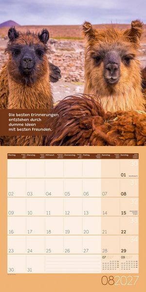 Produktbild: No Drama, Lama Kalender 2027 - 30x30 - Art12