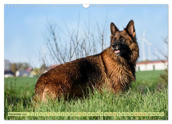 Produktbild: Altdeutsche Sch&auml;ferhunde - Traumhafte Sch&auml;ferhunde Langstockhaar (Wandkalender 2026 DIN A3 quer), CALVENDO Monatskalender