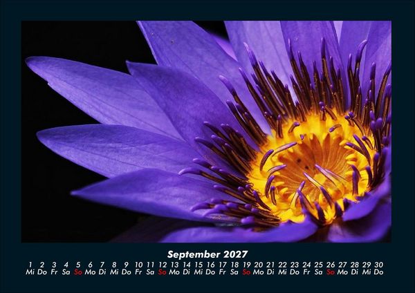 Produktbild: Rosen-Kalender 2027 Fotokalender DIN A4