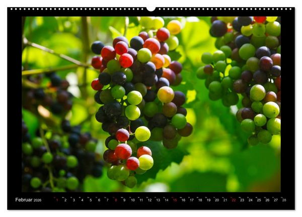 Produktbild: Wein (Wandkalender 2026 DIN A2 quer), CALVENDO Monatskalender