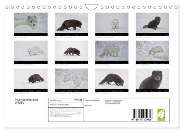 Produktbild: Polarfuchsstudien Wildlife (Wandkalender 2026 DIN A4 quer), CALVENDO Monatskalender