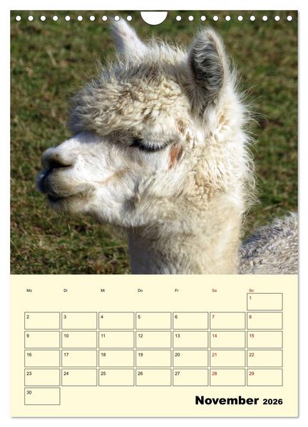 Produktbild: Alpakas erleben (Wandkalender 2026 DIN A4 hoch), CALVENDO Monatskalender
