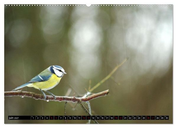 Produktbild: M&eacute;sanges bleues (Calendrier mural 2027 DIN A2 vertical), CALVENDO calendrier mensuel